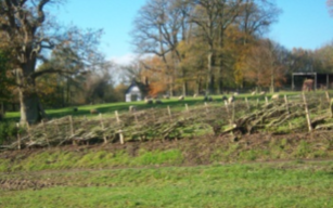 hedge laying