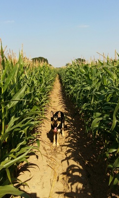 Maize Reinstation