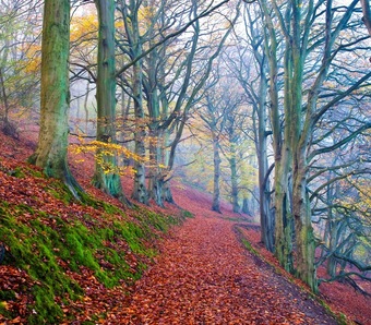 woodland walks