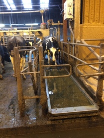 Cow Footbaths under LEADER funding