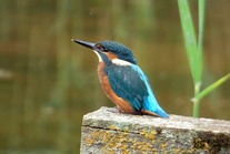 Kingfisher at SVCP