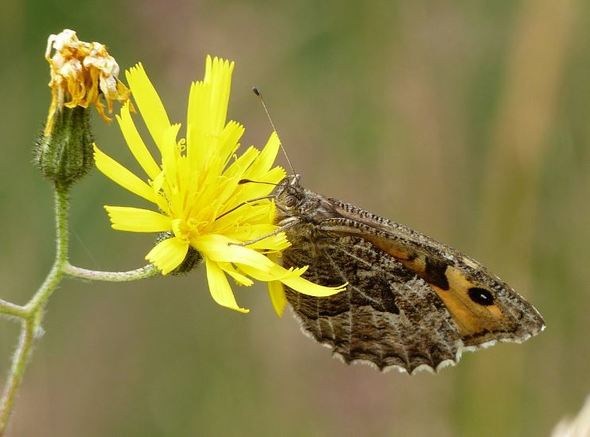 Grayling Butterfly