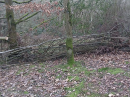 Dead hedging at Poles Coppice