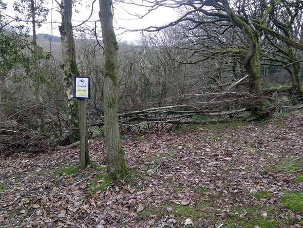 Dead hedging Poles Coppice
