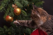 cat playing with bauble on a artificial Christmas tree