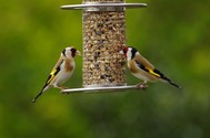 Feed the Birds image of birds on a feeder
