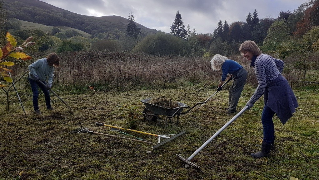 volunteers clearing site for meadow