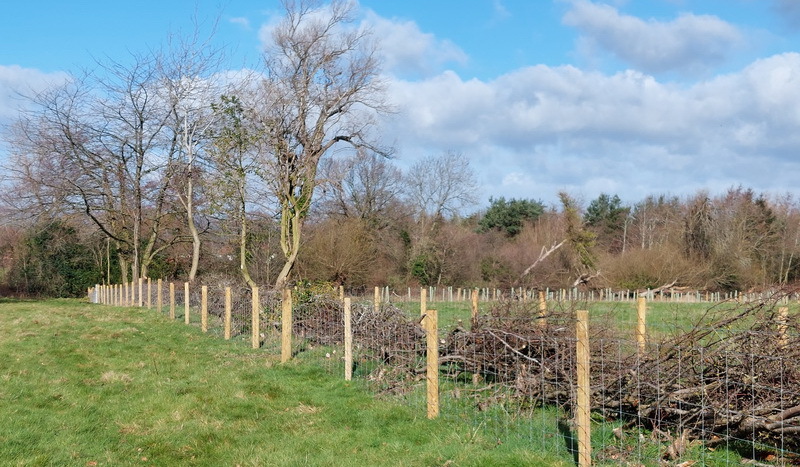 new fencing, hedge planting and tree planting on a farm