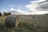 field of hay