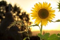 image of a sunflower 