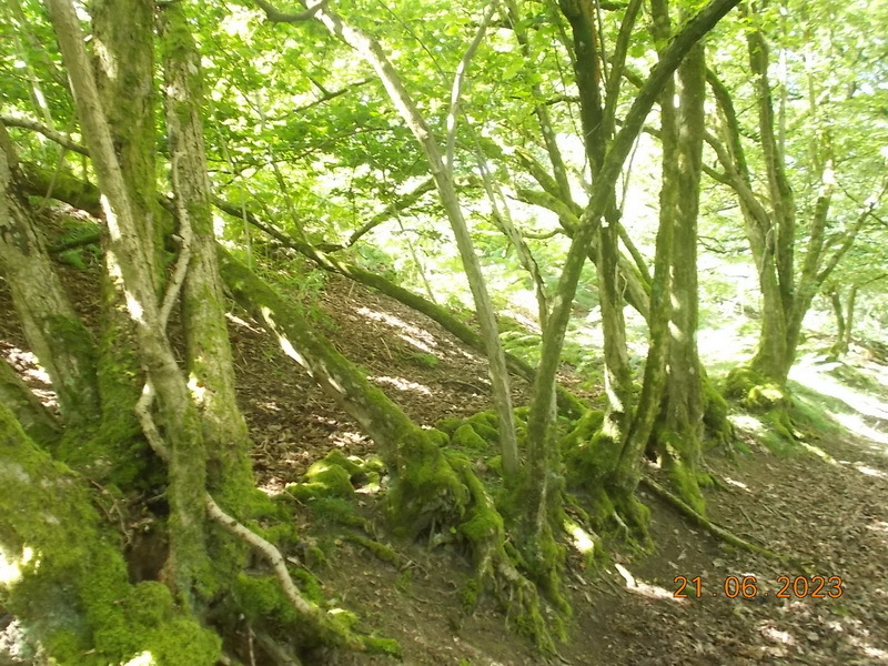 photograph of a wood bank, sign of ancient woodland