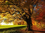 trees