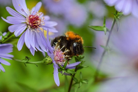 a bee on a flower