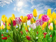 Pink and yellow tulips under a beautiful blue sunny sky