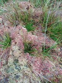 Sphagnum mosses storing amazing volumes of water in their spongy form