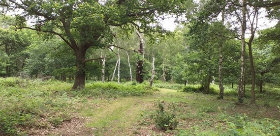 Woodland scene with trees, path through middle and bracken undergrowth