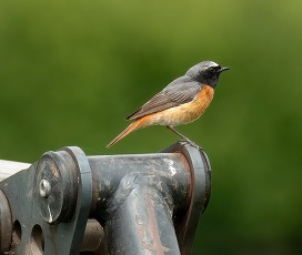 redstart