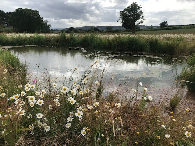 newly created pond