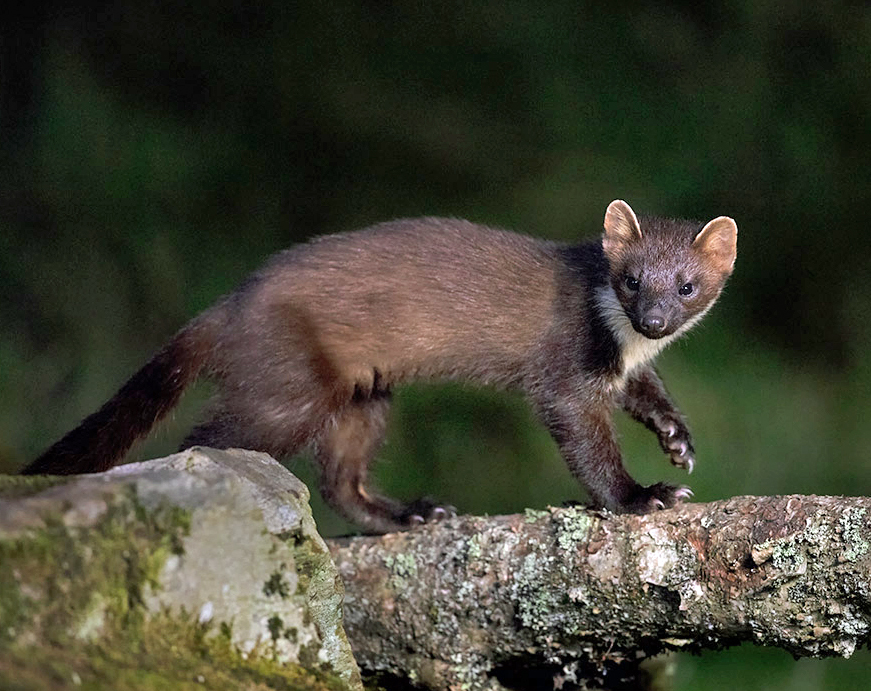 close up photograph of a pine marten by Stuart Edmunds