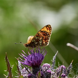 photograph of a Small pearl-bordered fritillary butterfly by D Williams