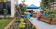 woman digging in a vegetable patch
