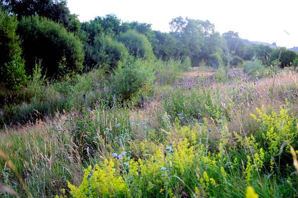 photo of wetland creation by Sarah Jameson
