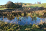 photo of a new pond by Sarah Jameson