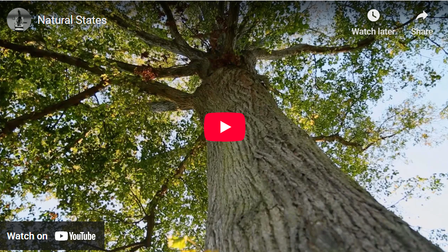 a tree with extending branches