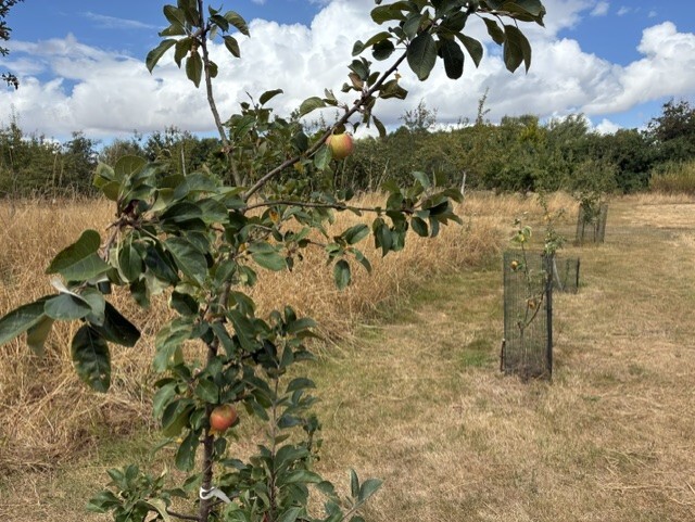 orchard at the Discovery Centre, Craven Arms