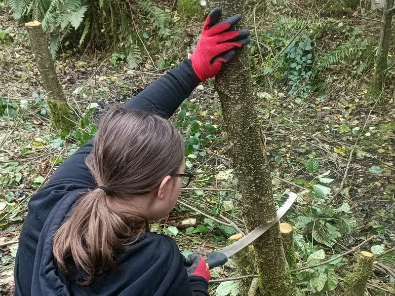 A Young Ranger cutting hazel as part of woodland management