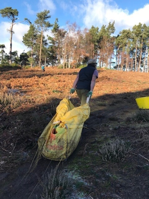 Nesscliffe - volunteer dragging cuttings