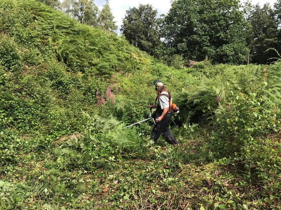 rampart clearance at Nesscliffe