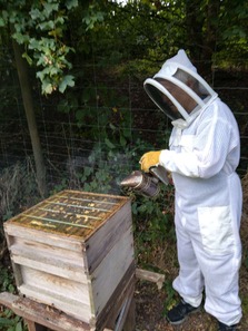 beekeeper at work