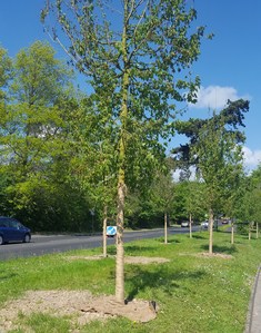 New trees on Lode Lane