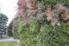Living Wall in bloom