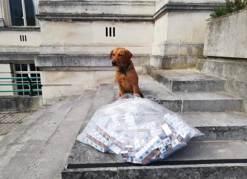 Cooper the sniffer dog