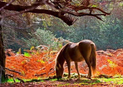 Autumn pony