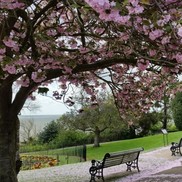 Cheery tree blossom on cliffs parade