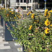 A row of grey slate planters with plants with yellow and pink flowers. They are lined up on the pavement alongside a road.