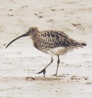 A Curlew walking along the estuary in Leigh-on-Sea on a winters day.