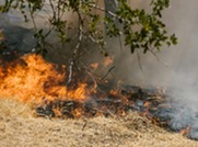 A wildfire on some very dry grass.