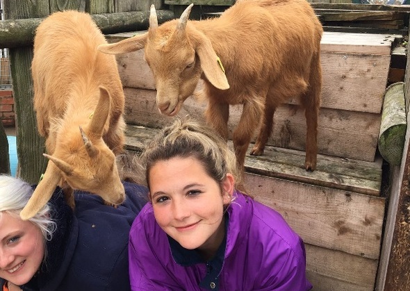 working with Animals