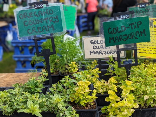 A market showing a range of different herbs from around the world