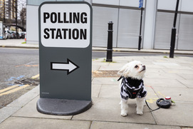 dog at poll