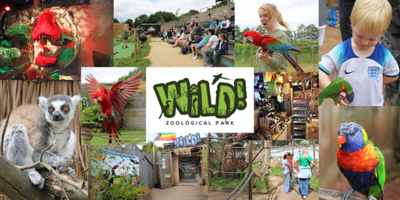 Wild Zoo Banner