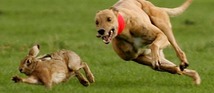 Hare Coursing
