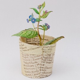 Everlasting paper plant by Jennifer Collier