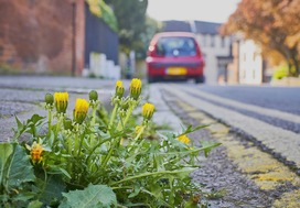 Weeds on side of road