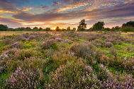 Wide angle of purple summer heather on Brocton Coppice at Cannock Chase, A National Landscape, Staffordshire, England, UK.
