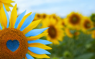 Sunflower with blue heart shaped centre, yellow and blue petals. Ukraine flag colours.
